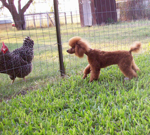 grasshoppr_chicken_9874.jpg