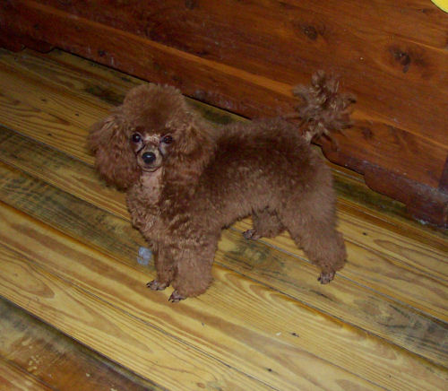 lucy_6mo_4060.jpg