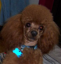 macface4pup2.jpg