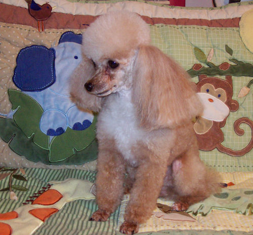 raggs6yr_4.4lb_3019.jpg