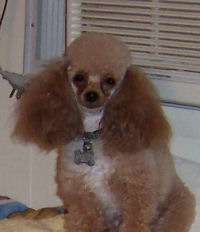 raggsface4pup.jpg