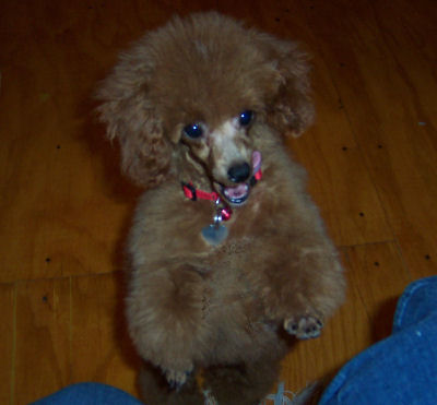 robinlickchops_5485w.jpg