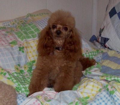 rosie_2yrs_6lb_3965.jpg