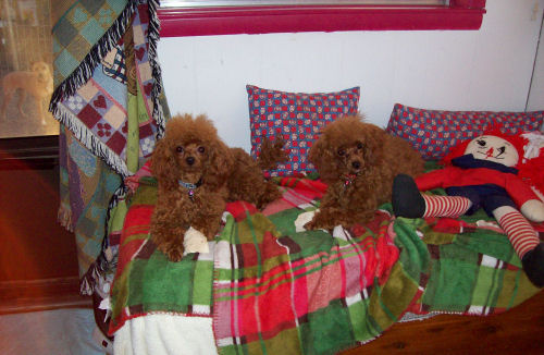 rosierobin_feb3_07_w313.jpg