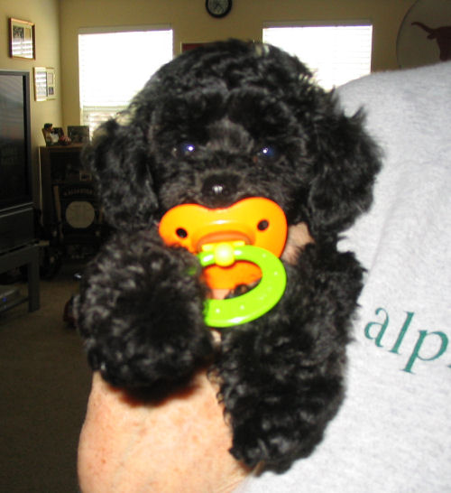 sammynewhome_sucker1720.jpg