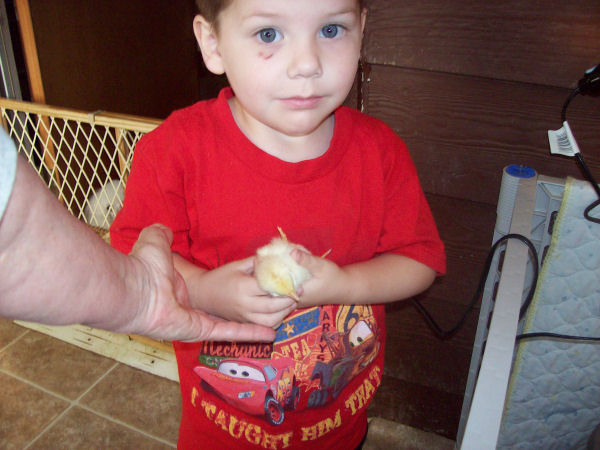saxon_chicks_3870.jpg