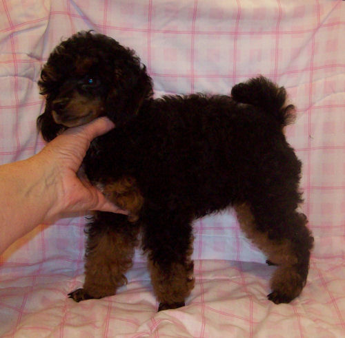 wreny11wk_8715.jpg