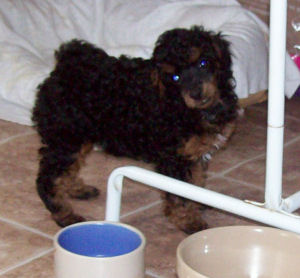 wreny8wk_w8516.jpg